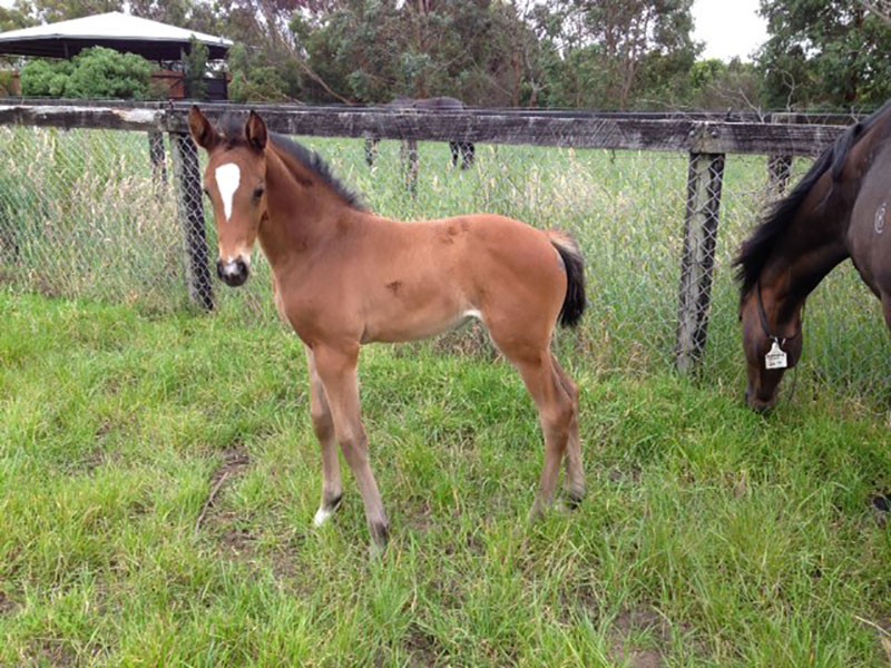 Bay-Filly-Annenkov-x-Diamond-High-25-days