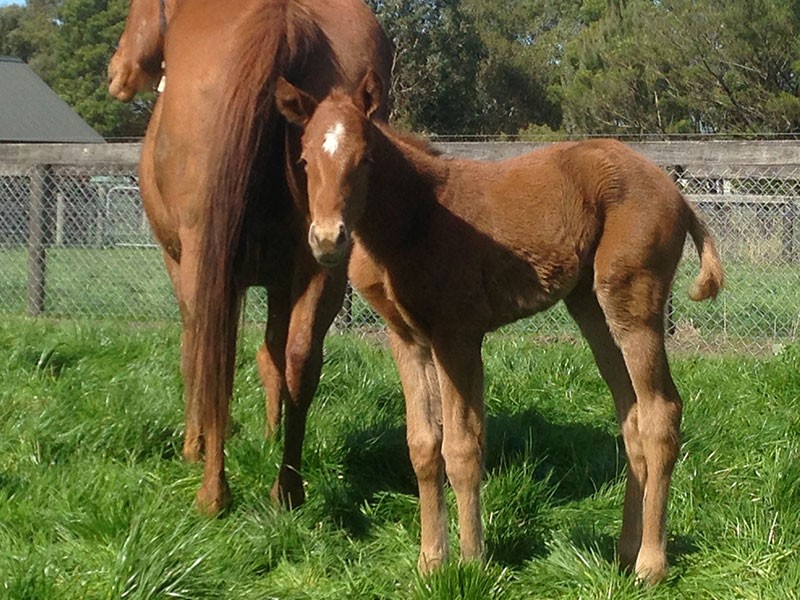 Ch-Filly-Nicconi-x-Cianara-2-days