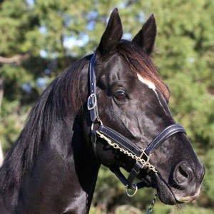 dandino010