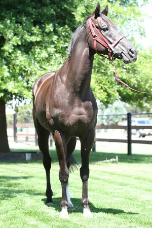 dandino1