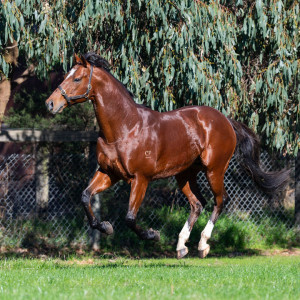 Frankel-My-Dear-Running-web