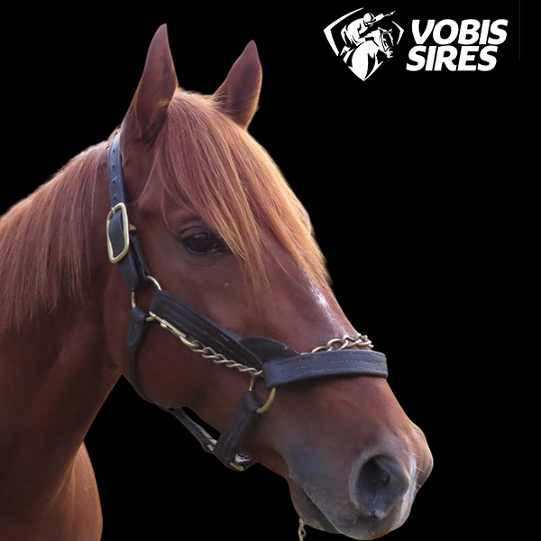 dandino headshot2