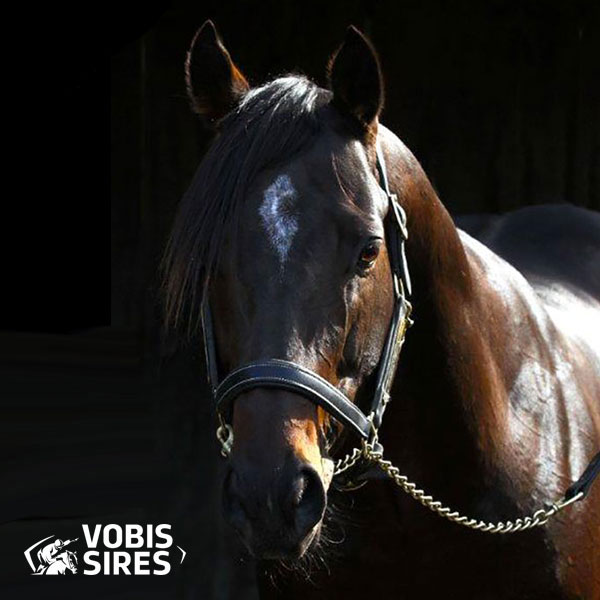 warhorse headshot